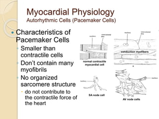 Myocardial Physiology
Autorhythmic Cells (Pacemaker Cells)
 Characteristics of
Pacemaker Cells
◦ Smaller than
contractile cells
◦ Don’t contain many
myofibrils
◦ No organized
sarcomere structure
 do not contribute to
the contractile force of
the heart
normal contractile
myocardial cell
conduction myofibers
SA node cell
AV node cells
 
