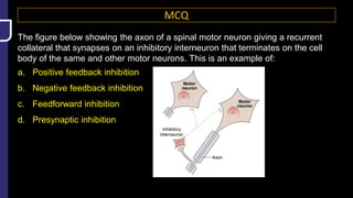 MCQ
The figure below showing the axon of a spinal motor neuron giving a recurrent
collateral that synapses on an inhibitory interneuron that terminates on the cell
body of the same and other motor neurons. This is an example of:
a. Positive feedback inhibition
b. Negative feedback inhibition
c. Feedforward inhibition
d. Presynaptic inhibition
 