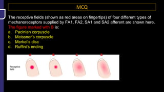 MCQ
The receptive fields (shown as red areas on fingertips) of four different types of
mechanoreceptors supplied by FA1, FA2, SA1 and SA2 afferent are shown here.
The figure marked with B is:
a. Pacinian corpuscle
b. Meissner’s corpuscle
c. Merkel’s disc
d. Ruffini’s ending
 