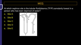 MCQ
At which nephron site is the tubular fluid/plasma (TF/P) osmolarity lowest in a
person who has been deprived of water?
a. Site A
b. Site B
c. Site C
d. Site D
e. Site E
 