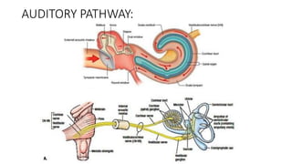 Auditory Processes Physiology of Hearing | PPTX