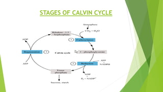 Photosynthesis Mechanism | PPTX