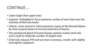 CONTINUE….
• Lower larger than upper ones
• Superior- Embedded in fat on posterior surface of each lobe near the
insertion of RLN into larynx
• Inferior- more ventral or infero-posterior aspect of the thyroid lobules
lie close to parenchyma of cervical extension of thymus
• The parathyroid gland of human beings contains mainly chief cells
and a small to moderate number of oxyphil cells
• Chief cells releases PTH and are more numerous, smaller with slightly
eosinophilic cytoplasm
 