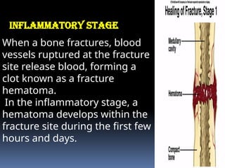 Physiology musculoskeletal system first semester bsc nursing.pptx