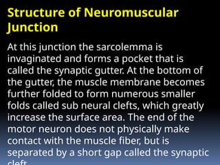 Symaptic Gutter Physiology musculoskeletal system first semester bsc nursing.pptx
