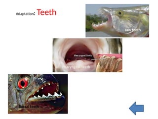 Fish anatomy physiology and fisheries biology | PPTX