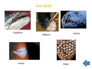 Fish anatomy physiology and fisheries biology | PPTX