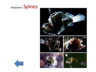 Fish anatomy physiology and fisheries biology | PPTX