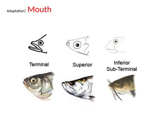 Fish anatomy physiology and fisheries biology | PPTX