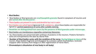 • Nissl Bodies:
• Nissl bodies or Nissl granules are small basophilic granules found in cytoplasm of neurons and
are named after the discoverer.
• These bodies are present in soma and dendrite but not in axon.
• Nissl bodies are called tigroid (granular E-R) substances, since these bodies are responsible for
tigroid or spotted appearance of soma after suitable staining.
• Dendrites are distinguished from axons by the presence of Nissl granules under microscope.
• Nissl bodies are membranous organelles containing ribosomes.
• So, these bodies are concerned with synthesis of proteins in the neurons. Proteins formed in
soma are transported to the axon by axonal flow.
• Number of Nissl bodies varies with the condition of the nerve. During fatigue or injury of the
neuron, these bodies fragment and disappear by a process called chromatolysis. Granules
reappear after recovery from fatigue or after regeneration of nerve fibers.
• Chromatolysis is dissolution of nissl body in cell body)
 
