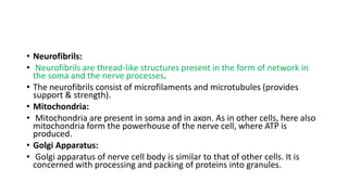 • Neurofibrils:
• Neurofibrils are thread-like structures present in the form of network in
the soma and the nerve processes.
• The neurofibrils consist of microfilaments and microtubules (provides
support & strength).
• Mitochondria:
• Mitochondria are present in soma and in axon. As in other cells, here also
mitochondria form the powerhouse of the nerve cell, where ATP is
produced.
• Golgi Apparatus:
• Golgi apparatus of nerve cell body is similar to that of other cells. It is
concerned with processing and packing of proteins into granules.
 
