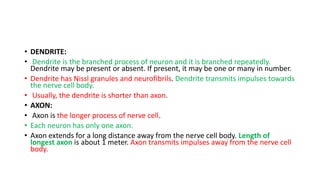 • DENDRITE:
• Dendrite is the branched process of neuron and it is branched repeatedly.
Dendrite may be present or absent. If present, it may be one or many in number.
• Dendrite has Nissl granules and neurofibrils. Dendrite transmits impulses towards
the nerve cell body.
• Usually, the dendrite is shorter than axon.
• AXON:
• Axon is the longer process of nerve cell.
• Each neuron has only one axon.
• Axon extends for a long distance away from the nerve cell body. Length of
longest axon is about 1 meter. Axon transmits impulses away from the nerve cell
body.
 