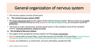 General organization of nervous system
• The nervous system consists of two parts
1. The central nervous system (CNS)
• The brain and spinal cord are the organs of the central nervous system. Because they are so vitally
important, the brain and spinal cord, located in the dorsal body cavity, are encased in bone for
protection.
• The brain is in the cranial vault, and the spinal cord is in the vertebral canal of the vertebral
column. (provide protection, shape to trunk)
2. The Peripheral Nervous System
• The organs of the peripheral nervous system are the nerves and ganglia.
• Nerves are bundles of nerve fibers, much like muscles are bundles of muscle fibers. Cranial nerves
and spinal nerves extend from the CNS to peripheral organs such as muscles and glands.
• Ganglia are collections, or small knots, of nerve cell bodies outside the CNS.
• Cranial- relating to cranium & skull
 