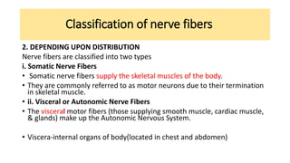 Classification of nerve fibers
2. DEPENDING UPON DISTRIBUTION
Nerve fibers are classified into two types
i. Somatic Nerve Fibers
• Somatic nerve fibers supply the skeletal muscles of the body.
• They are commonly referred to as motor neurons due to their termination
in skeletal muscle.
• ii. Visceral or Autonomic Nerve Fibers
• The visceral motor fibers (those supplying smooth muscle, cardiac muscle,
& glands) make up the Autonomic Nervous System.
• Viscera-internal organs of body(located in chest and abdomen)
 