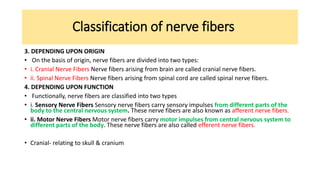 Classification of nerve fibers
3. DEPENDING UPON ORIGIN
• On the basis of origin, nerve fibers are divided into two types:
• i. Cranial Nerve Fibers Nerve fibers arising from brain are called cranial nerve fibers.
• ii. Spinal Nerve Fibers Nerve fibers arising from spinal cord are called spinal nerve fibers.
4. DEPENDING UPON FUNCTION
• Functionally, nerve fibers are classified into two types
• i. Sensory Nerve Fibers Sensory nerve fibers carry sensory impulses from different parts of the
body to the central nervous system. These nerve fibers are also known as afferent nerve fibers.
• ii. Motor Nerve Fibers Motor nerve fibers carry motor impulses from central nervous system to
different parts of the body. These nerve fibers are also called efferent nerve fibers.
• Cranial- relating to skull & cranium
 