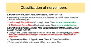 Classification of nerve fibers
5. DEPENDING UPON SECRETION OF NEUROTRANSMITTER
• Depending upon the neurotransmitter substance secreted, nerve fibers are
divided into two types:
• i. Adrenergic Nerve Fibers Adrenergic nerve fibers secrete noradrenaline.
• ii. Cholinergic Nerve Fibers Cholinergic nerve fibers secrete acetylcholine.
6. DEPENDING UPON DIAMETER AND CONDUCTION OF IMPULSE (ERLANGER-
GASSER CLASSIFICATION)
• Erlanger and Gasser classified the nerve fibers into three major types, on the
basis of diameter (thickness) of the fibers and velocity of conduction of
impulses:
• i. Type A nerve fibers ii. Type B nerve fibers iii. Type C nerve fibers.
• These groups include both sensory fibers and motor fibers
 
