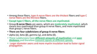 • Among these fibers, type A nerve fibers are the thickest fibers and type C
nerve fibers are the thinnest fibers.
• Except type C fibers, all the nerve fibers are myelinated.
• Group B nerve fibers are axons, which are moderately myelinated, which
means less myelinated than group A nerve fibers, and more myelinated
than group C nerve fibers.
• There are four subdivisions of group A nerve fibers:
• alpha (ɑ), beta (β), gamma (ɣ), and delta (δ).
• These subdivisions have different amounts of myelination and axon
thickness and therefore transmit signals at different speeds.
• Larger diameter axons and more myelin insulation lead to faster signal
propagation.
 