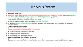 Nervous System
• Neuron or nerve cell :
• Neuron or nerve cell is defined as the structural and functional unit of nervous system. Neuron is similar to
any other cell in the body, having nucleus and all the organelles in cytoplasm.
• However, it is different from other cells by two ways:
• 1. Neuron has branches or processes called axon and dendrites
• 2. Neuron does not have centrosome. (help to replicate the chromosome into daughters) So, it cannot
undergo division.
• „CLASSIFICATION OF NEURON
• Neurons are classified by three different methods.
• A. Depending upon the number of poles
• B. Depending upon the function
• C. Depending upon the length of axon.
• „DEPENDING UPON THE NUMBER OF POLES
• Based on the number of poles from which the nerve fibers arise, neurons are divided into three types:
 