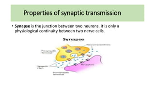Properties of synaptic transmission
• Synapse is the junction between two neurons. it is only a
physiological continuity between two nerve cells.
 
