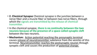 • 2. Chemical Synapse Chemical synapse is the junction between a
nerve fiber and a muscle fiber or between two nerve fibers, through
which the signals are transmitted by the release of chemical
transmitter.
• In the chemical synapse, there is no continuity between the two
neurons because of the presence of a space called synaptic cleft
between the two neurons.
• Mechanism: Action potential reaching the presynaptic terminal
causes release of neurotransmitter substance from the vesicles of this
terminal. Neurotransmitter reaches the postsynaptic neuron through
synaptic cleft and causes the production of potential change.
 