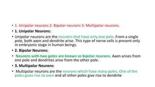 • 1. Unipolar neurons 2. Bipolar neurons 3. Multipolar neurons.
• 1. Unipolar Neurons:
• Unipolar neurons are the neurons that have only one pole. From a single
pole, both axon and dendrite arise. This type of nerve cells is present only
in embryonic stage in human beings.
• 2. Bipolar Neurons:
• Neurons with two poles are known as bipolar neurons. Axon arises from
one pole and dendrites arise from the other pole.
• 3. Multipolar Neurons:
• Multipolar neurons are the neurons which have many poles. One of the
poles gives rise to axon and all other poles give rise to dendrite
 