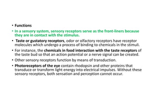 • Functions
• In a sensory system, sensory receptors serve as the front-liners because
they are in contact with the stimulus.
• Taste or gustatory receptors, odor or olfactory receptors have receptor
molecules which undergo a process of binding to chemicals in the stimuli.
• For instance, the chemicals in food interaction with the taste receptors of
the taste bud so that an action potential or a nerve signal can be created.
• Other sensory receptors function by means of transduction.
• Photoreceptors of the eye contain rhodopsin and other proteins that
transduce or transform light energy into electrical impulses. Without these
sensory receptors, both sensation and perception cannot occur.
 