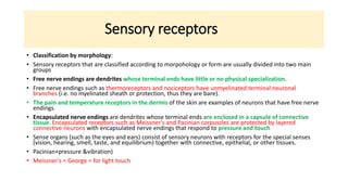 Sensory receptors
• Classification by morphology:
• Sensory receptors that are classified according to morpohology or form are usually divided into two main
groups
• Free nerve endings are dendrites whose terminal ends have little or no physical specialization.
• Free nerve endings such as thermoreceptors and nociceptors have unmyelinated terminal neuronal
branches (i.e. no myelinated sheath or protection, thus they are bare).
• The pain and temperature receptors in the dermis of the skin are examples of neurons that have free nerve
endings.
• Encapsulated nerve endings are dendrites whose terminal ends are enclosed in a capsule of connective
tissue. Encapsulated receptors such as Meissner's and Pacinian corpuscles are protected by layered
connective neurons with encapsulated nerve endings that respond to pressure and touch
• Sense organs (such as the eyes and ears) consist of sensory neurons with receptors for the special senses
(vision, hearing, smell, taste, and equilibrium) together with connective, epithelial, or other tissues.
• Pacinian+pressure &vibration)
• Meissner's = George = for light touch
 