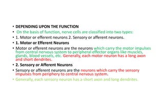 • DEPENDING UPON THE FUNCTION
• On the basis of function, nerve cells are classified into two types:
• 1. Motor or efferent neurons 2. Sensory or afferent neurons.
• 1. Motor or Efferent Neurons
• Motor or efferent neurons are the neurons which carry the motor impulses
from central nervous system to peripheral effector organs like muscles,
glands, blood vessels, etc. Generally, each motor neuron has a long axon
and short dendrites.
• 2. Sensory or Afferent Neurons
• Sensory or afferent neurons are the neurons which carry the sensory
impulses from periphery to central nervous system.
• Generally, each sensory neuron has a short axon and long dendrites.
 