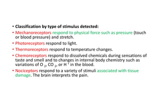• Classification by type of stimulus detected:
• Mechanoreceptors respond to physical force such as pressure (touch
or blood pressure) and stretch.
• Photoreceptors respond to light.
• Thermoreceptors respond to temperature changes.
• Chemoreceptors respond to dissolved chemicals during sensations of
taste and smell and to changes in internal body chemistry such as
variations of O 2, CO 2, or H + in the blood.
• Nociceptors respond to a variety of stimuli associated with tissue
damage. The brain interprets the pain.
 