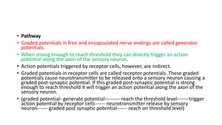 • Pathway
• Graded potentials in free and encapsulated nerve endings are called generator
potentials.
• When strong enough to reach threshold they can directly trigger an action
potential along the axon of the sensory neuron.
• Action potentials triggered by receptor cells, however, are indirect.
• Graded potentials in receptor cells are called receptor potentials. These graded
potentials cause neurotransmitter to be released onto a sensory neuron causing a
graded post-synaptic potential. If this graded post-synaptic potential is strong
enough to reach threshold it will trigger an action potential along the axon of the
sensory neuron.
• (graded potential- generate potential--------- reach the threshold level-------trigger
action potential by receptor cells------ neurotransmitter release by sensory
neuron------ graded post synaptic potential------ reach on threshold level)
 