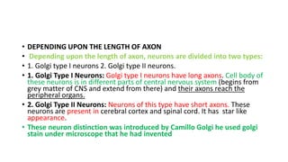 • DEPENDING UPON THE LENGTH OF AXON
• Depending upon the length of axon, neurons are divided into two types:
• 1. Golgi type I neurons 2. Golgi type II neurons.
• 1. Golgi Type I Neurons: Golgi type I neurons have long axons. Cell body of
these neurons is in different parts of central nervous system (begins from
grey matter of CNS and extend from there) and their axons reach the
peripheral organs.
• 2. Golgi Type II Neurons: Neurons of this type have short axons. These
neurons are present in cerebral cortex and spinal cord. It has star like
appearance.
• These neuron distinction was introduced by Camillo Golgi he used golgi
stain under microscope that he had invented
 