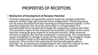 PROPERTIES OF RECEPTORS
• Mechanism of Development of Receptor Potential
• Pacinian corpuscles are generally used to study the receptor potential
because of their large size and anat mical configuration. These corpuscles
can be easily dissected from the mesentery of experimental animals. In the
pacinian corpuscle, the tip of the nerve fiber is unmyelinated. This
unmyelinated nerve tip extends through the corpuscle as center core fiber.
The concentric layers of the corpuscle surround the core fiber of the nerve.
Pacinian corpuscles give response to pressure stimulus. When pressure
stimulus is applied, the Pacinian corpuscle is compressed. This compression
causes elongation or change in shape of the corpuscle. The change in shape
of the corpuscle leads to the deformation of center core fiber of the
corpuscle. This results in the opening of mechanically gated sodium
channels. So, the positively charged sodium ions enter the interior of core
fiber. This produces a mild depolarization, i.e. receptor potentia
 