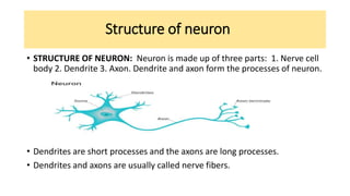 Structure of neuron
• STRUCTURE OF NEURON: Neuron is made up of three parts: 1. Nerve cell
body 2. Dendrite 3. Axon. Dendrite and axon form the processes of neuron.
• Dendrites are short processes and the axons are long processes.
• Dendrites and axons are usually called nerve fibers.
 