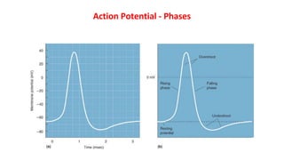 Action Potential - Phases
 