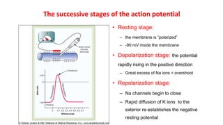 The successive stages of the action potential
• Resting stage:
– the membrane is “polarized”
– -90 mV inside the membrane
• Depolarization stage: the potential
rapidly rising in the positive direction
– Great excess of Na ions = overshoot
• Repolarization stage:
– Na channels begin to close
– Rapid diffusion of K ions to the
exterior re-establishes the negative
resting potential
 