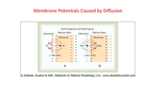 Membrane Potentials Caused by Diffusion
 