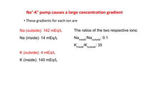 Na+
-K+
pump causes a large concentration gradient
• These gradients for each ion are
Na (outside): 142 mEq/L
Na (inside): 14 mEq/L
K (outside): 4 mEq/L
K (inside): 140 mEq/L
The ratios of the two respective ions:
Nainside
/Naoutside
: 0.1
Kinside
/Koutside
: 35
 