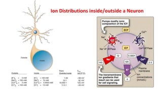 Ion Distributions inside/outside a Neuron
 