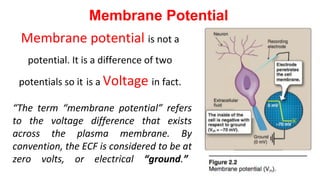 Membrane potential is not a
potential. It is a difference of two
potentials so it is a Voltage in fact.
Membrane Potential
“The term “membrane potential” refers
to the voltage difference that exists
across the plasma membrane. By
convention, the ECF is considered to be at
zero volts, or electrical “ground.”
 