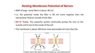 Resting Membrane Potential of Nerves
• RMP of large nerve fibers is about -90 mV
• i.e. the potential inside the fiber is 90 mV more negative than the
extracellular fluid on outside of the fiber.
• Na+
-K+
Pump: This powerful system continually pumps Na ions to the
outside and K ions to the inside of the cell.
• The membrane is about 100 times more permeable to K ions than Na.
 