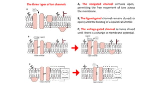 A, The nongated channel remains open,
permitting the free movement of ions across
the membrane.
B, The ligand-gated channel remains closed (or
open) until the binding of a neurotransmitter.
C, The voltage-gated channel remains closed
until there is a change in membrane potential.
The three types of ion channels
 