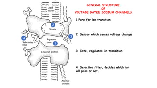 GENERAL STRUCTURE
OF
VOLTAGE GATED SODIUM CHANNELS
1.Pore for ion transition
2. Sensor which senses voltage changes
3. Gate, regulates ion transition
4. Selective filter, decides which ion
will pass or not.
1
2
3
4
 