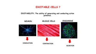 EXCITABLE CELLS ?
NEURON ENDOCRINE
CELLS
MUSCLE CELLS
EXCITABILITY; The ability of generating and conducting action
potential.
CONDUCTION CONTRACTION
SECRETION
 