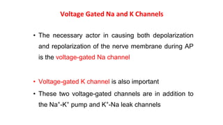 Voltage Gated Na and K Channels
• The necessary actor in causing both depolarization
and repolarization of the nerve membrane during AP
is the voltage-gated Na channel
• Voltage-gated K channel is also important
• These two voltage-gated channels are in addition to
the Na+
-K+
pump and K+
-Na leak channels
 