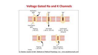 Voltage Gated Na and K Channels
 