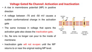 Voltage Gated Na Channel: Activation and Inactivation
• A rise in memmbrane potential (MP) in positive
direction
• A voltage between -70 and -50 mV causes a
sudden conformational change in the activation
gate
• The same increase in voltage that opens the
activation gate also closes the inactivation gate.
• So, Na ions no longer can pour to the inside of
membrane
• Inactivation gate will not re-open until the MP
returns to or near the original resting MP level.
 
