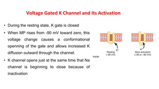 Voltage Gated K Channel and Its Activation
• During the resting state, K gate is closed
• When MP rises from -90 mV toward zero, this
voltage change causes a conformational
openning of the gate and allows increased K
diffusion outward through the channel.
• K channel opens just at the same time that Na
channel is beginning to close because of
inactivation
 