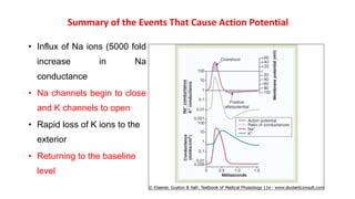 Summary of the Events That Cause Action Potential
• Influx of Na ions (5000 fold
increase in Na
conductance
• Na channels begin to close
and K channels to open
• Rapid loss of K ions to the
exterior
• Returning to the baseline
level
 