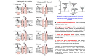 The states of voltage-gated sodium and potassium
channels correlated with the course of the action
potential.
A, At the resting membrane potential, both channels are
in a closed, resting state.
B, During the depolarizing phase of the action potential
the voltage-gated sodium channels are activated (open),
but the potassium channels open more slowly and,
therefore, have not yet responded to the depolarization.
C, During the repolarizing phase, sodium channels
become inactivated, while the potassium channels become
activated (open).
D, During the after hyperpolarization, the sodium
channels are both closed and inactivated, and the
potassium channels remain in their active state.
Eventually, the potassium channels close and the sodium
channel inactivation is removed, so that both channels are
in their resting state and the membrane potential returns
to resting membrane potential. Note that the
voltage-gated potassium channel does not have an
inactivated state
 