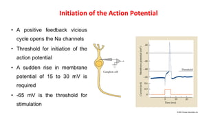 Initiation of the Action Potential
• A positive feedback vicious
cycle opens the Na channels
• Threshold for initiation of the
action potential
• A sudden rise in membrane
potential of 15 to 30 mV is
required
• -65 mV is the threshold for
stimulation
 